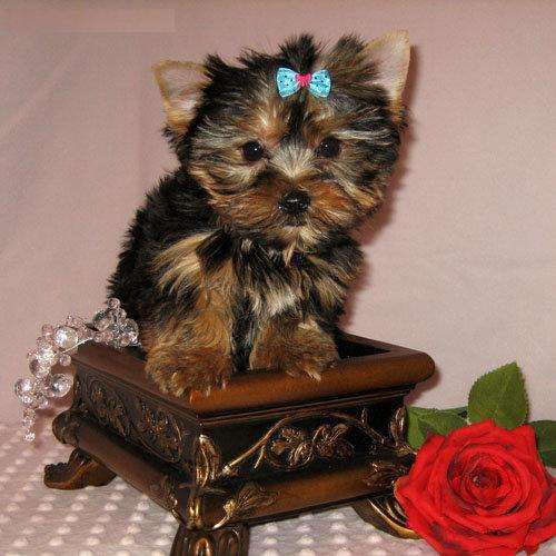 Excellent Tea-Cup Size Yorkie Puppies 