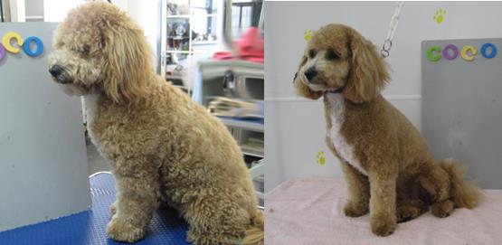 Professional Pet Stylist/Groomer