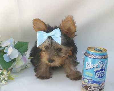 Lovely Male and Female Yorkie Puppies for adoption