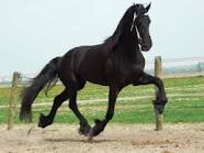 We have available Frisian Horse for sell