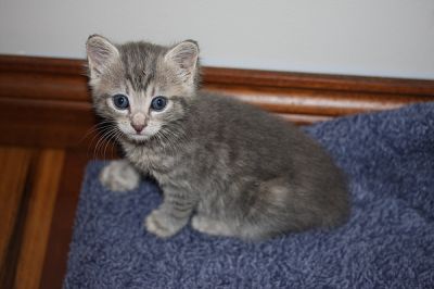 Pure Breed Manx Kittens Ginger Male and Tabby Female Rumpy Risers