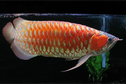 Rtg, Chili Red, Super Red, Asian red, golden Xback and many other arwoana fishes !!!