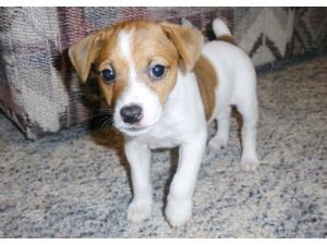 Jack Russell Pups ~ Family raized, High Quality!