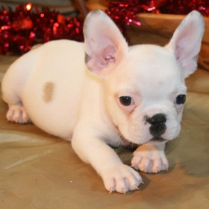 Stunning and Cute French Bulldogs Puppies for sale $300