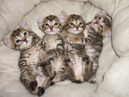 Highland Lynx Kittens -Health Guaranteed