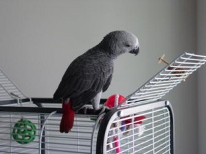 Good Talkative African Grey Parrots for Re-homing
