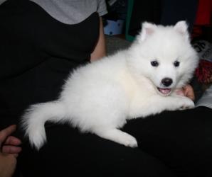 cute Pomeranian puppies available for adoption