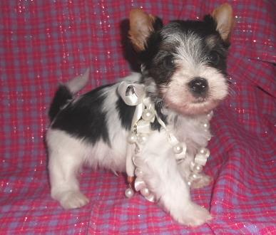 Gorgeous AKC Biewer puppies available 
