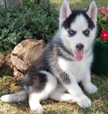 Siberian Husky Puppies For Sale Now !!!! 