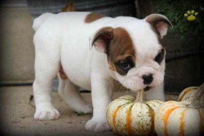 female Amazing English Bulldog Puppies