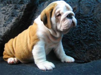 ENGLISH BULLDOG FOR ADOPTION