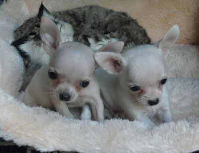 CUTE WHITE Chihuahua Puppies for a caring home