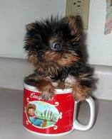 Cute and adorable Tea cup yorkie puppies for free adoption 