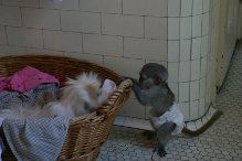 Socialized Capuchin monkeys 