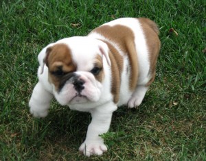 Adorable English bull dog puppies for homes