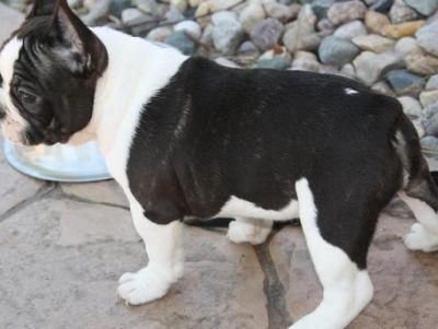 French Bulldog Puppies For Sale 