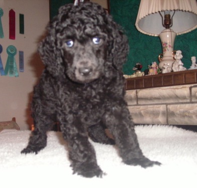 Standard Poodle Puppies For Sale.