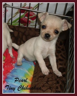 Tiny Deer Apple head Chihuahua Male