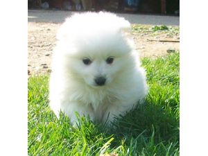 Beautiful looking american eskimo pups for homes