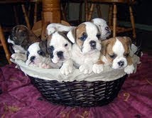 english bulldog puppies for adoption
