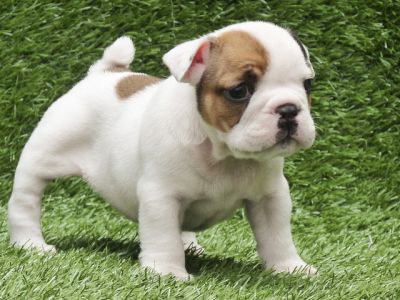 English bulldog to go
