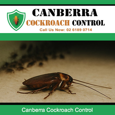 Canberra Cockroach Control