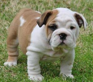 Wonderful and well trained English bulldog puppies for great homes.