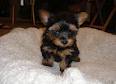 HEALTHY FREE ADORABLE YORKIE PUPPIES