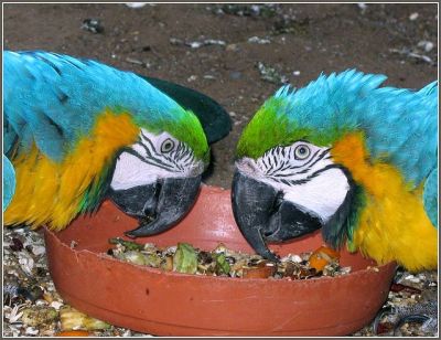 Most beautiful cockatoo parrot of the 21st century.