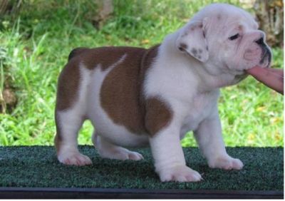 Affectionate English Bulldog Puppies
