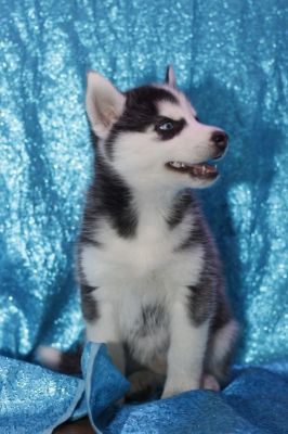 Siberian husky Puppies For Adoption