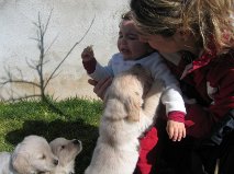 Quality Golden Retriever puppies
