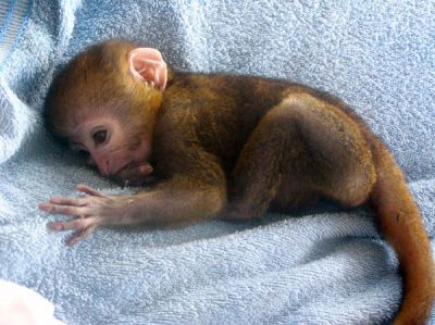 baby mona monkey  for free  adoption  