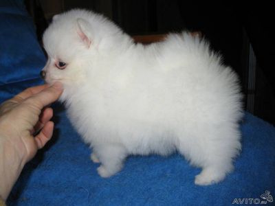 Cute and adorable pomeranian puppies for a loving home 