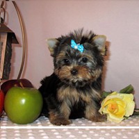 Affectionate Teacup Yorkie Puppies