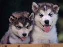 ALASKAN MALAMUTE PUPPIES FOR SELL
