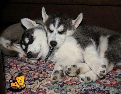 Siberian Husky Puppies For Sale
