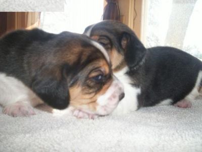 Beagle puppies