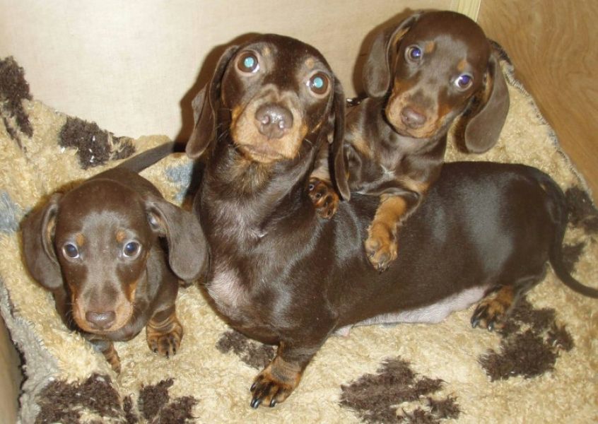 Stunning Basset Hound Puppies