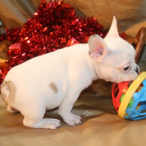 Stunning and Cute French Bulldogs Puppies for sale $300