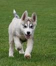  siberain husky  puppy  for sale