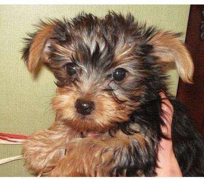 Awesome Yorkie Puppies for sale . 