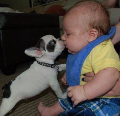 super cute French Bulldog puppies for good homes