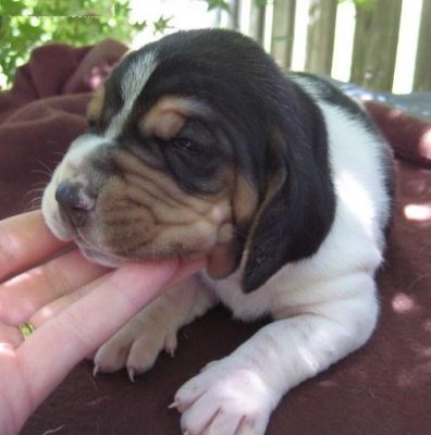 Bassend hound puppies