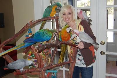 BEAUTIFUL PARROTS FOR SALE