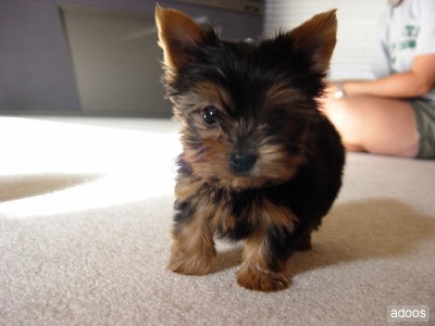 Cute Tiny Teacup Yorkie Puppies for carring 