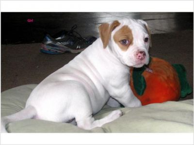 American Bulldog Pups