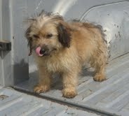 Pomeranian Puppies For Sale