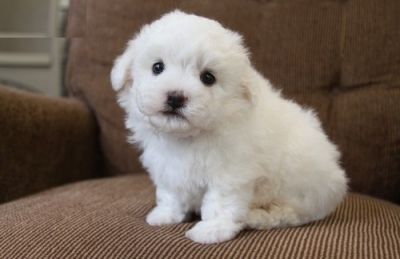  Bichon Frise Puppies For Sale