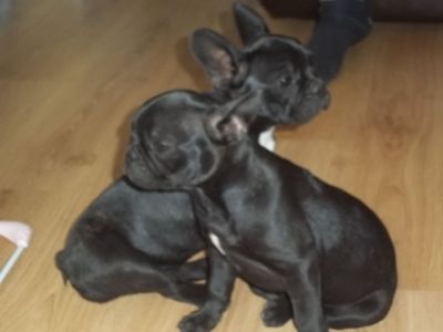 Gorgeous male and Female Fawn Black French Bulldog Puppies.